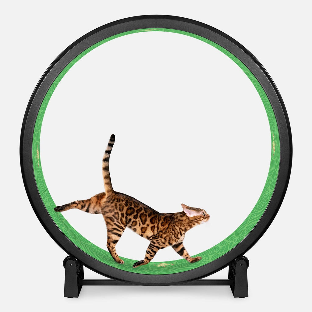 Cat Exercise Wheel